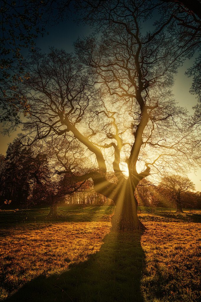 tree, nature, forest, sunbeam-4741598.jpg